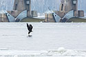 Bald eagle flies in front of the dam, Lock and Dam 18, Illinois.