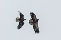Juvenile bald eagles sparring for some reason, Lock and Dam 18, Illinois.