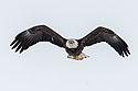 Bald eagle, Lock and Dam 18, Illinois.