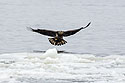 Juvenile bald eagle makes first attempt, 1 of 13 in sequence, Lock and Dam 18, Illinois.