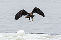 Juvenile bald eagle misses, 2 of 13 in sequence, Lock and Dam 18, Illinois.