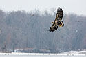 Juvenile bald eagle swings around for another try, 3 of 13 in sequence, Lock and Dam 18, Illinois.