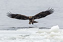 Juvenile bald eagle starts second attempt, 4 of 13 in sequence, Lock and Dam 18, Illinois.
