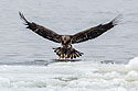 Juvenile bald eagle locks in, 5 of 13 in sequence, Lock and Dam 18, Illinois.