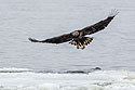 Juvenile bald eagle with fish, 7 of 13 in sequence, Lock and Dam 18, Illinois.