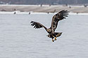 Juvenile bald eagle with fish, 8 of 13 in sequence, Lock and Dam 18, Illinois.