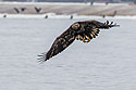 Juvenile bald eagle with fish, 9 of 13 in sequence, Lock and Dam 18, Illinois.