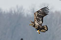 Juvenile bald eagle with fish, 10 of 13 in sequence, Lock and Dam 18, Illinois.