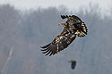 Juvenile bald eagle with fish, 11 of 13 in sequence, Lock and Dam 18, Illinois.