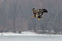 Juvenile bald eagle with fish, 12 of 13 in sequence, Lock and Dam 18, Illinois.