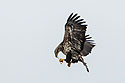 Juvenile bald eagle checks his catch, 13 of 13 in sequence, Lock and Dam 18, Illinois.