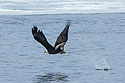 Bald eagle grabs a big fish, Keokuk, Iowa.