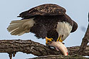 Bald eagle eating fish, 6 of 7 in sequence, Keokuk, Iowa.