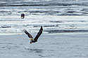 Bald eagle grabs a fish, Keokuk, Iowa.