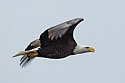 Bald eagle, Keokuk, Iowa.