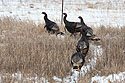 Turkeys along the road in north-central Nebraska.