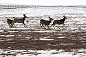 Deer racing along flats above the Badlands.