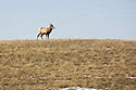 Bighorn ewe, Badlands National Park.