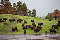 Bison endure a downpour, Custer State Park.