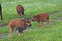 Three bison calves, Custer State Park.