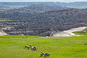 Group of bighorn ewes, Badlands National Park.