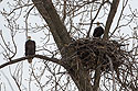 Bald eagles in nest, Loess Bluffs National Wildlife Refuge, Missouri.