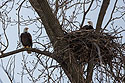 Bald eagles in nest, Loess Bluffs National Wildlife Refuge, Missouri.