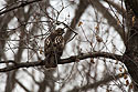 Hawk, perhaps a red-tail even though the red isn�t evident here, Loess Bluffs National Wildlife Refuge, Missouri.