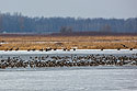 About 20 bald eagles on the ice keeping an eye on the ducks, Loess Bluffs National Wildlife Refuge, Missouri.