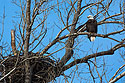 Eagle near nest, west loop of Loess Bluffs National Wildlife Refuge, Missouri.  (This is a different nest than most of the images in this slide show.)