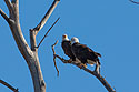 Bald eagles taking a break from nest building, Loess Bluffs National Wildlife Refuge, Missouri.