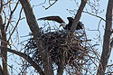 Bald eagle landing in nest, Loess Bluffs National Wildlife Refuge, Missouri.