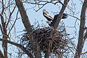 Bald eagle lands in the nest, Loess Bluffs National Wildlife Refuge, Missouri.