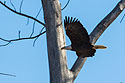 Bald eagle leaves the nest, Loess Bluffs National Wildlife Refuge, Missouri.