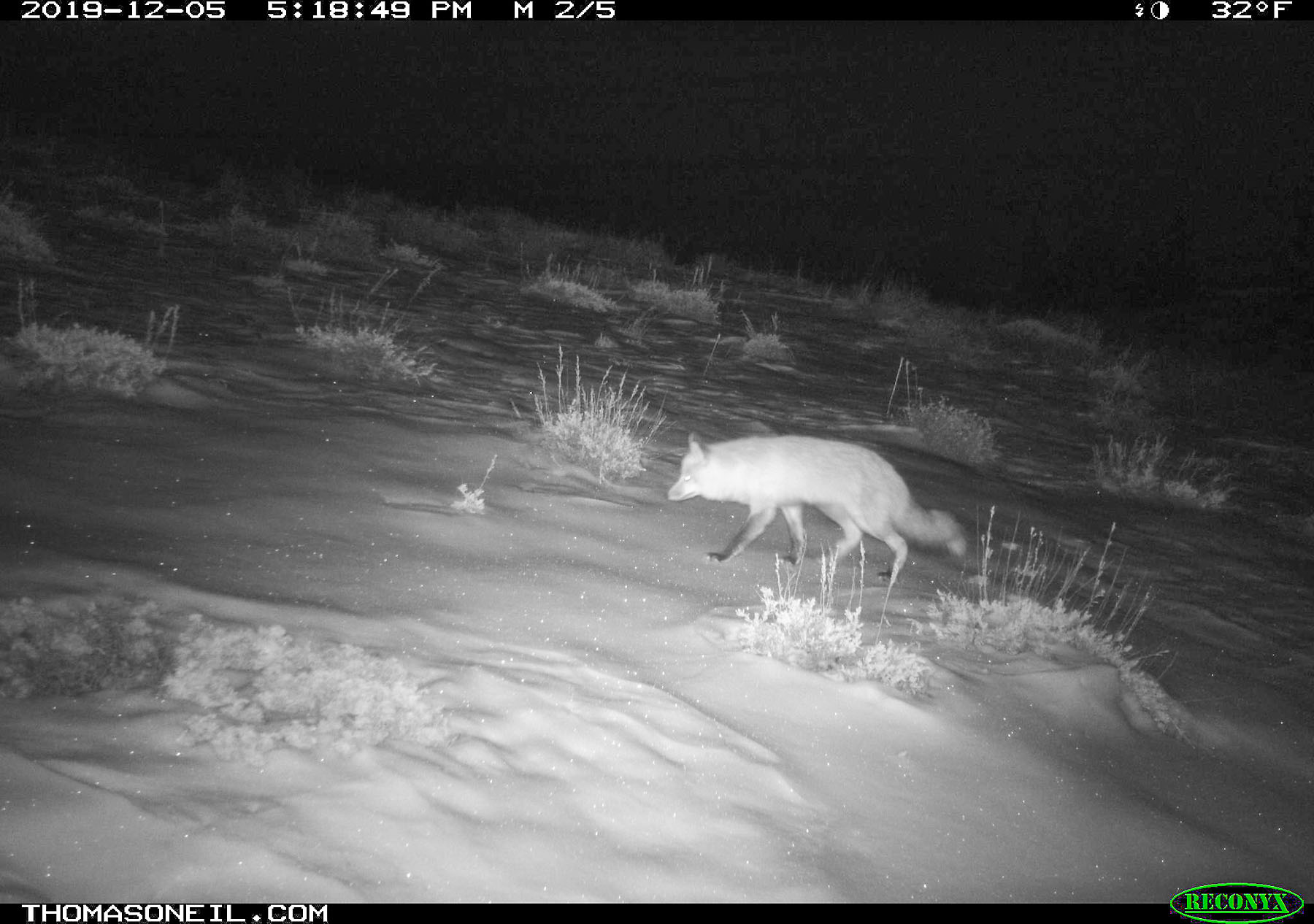 Fox near Luther, MT.  Click for next photo.