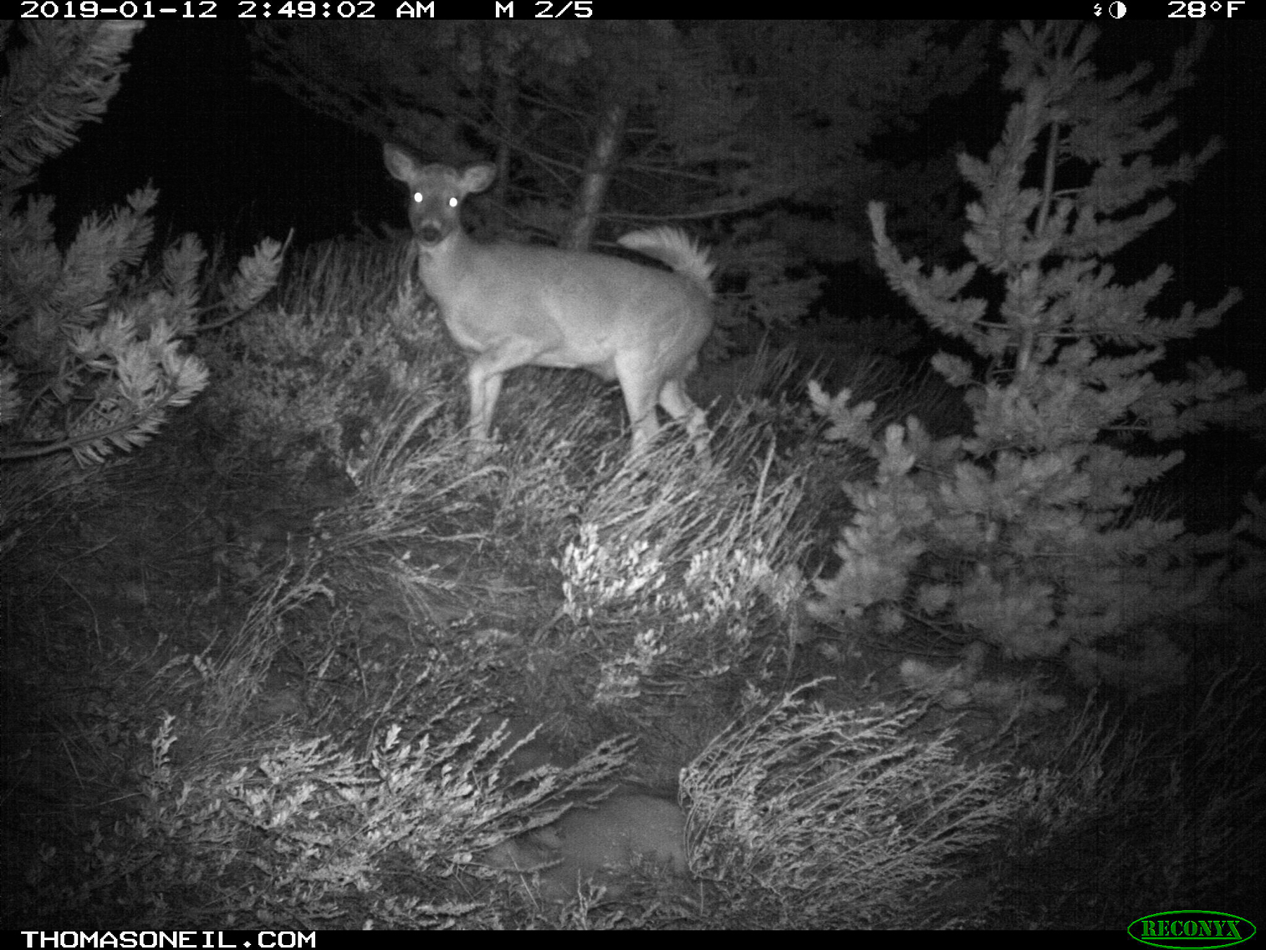 Deer, Luther, MT.  Click for next photo.