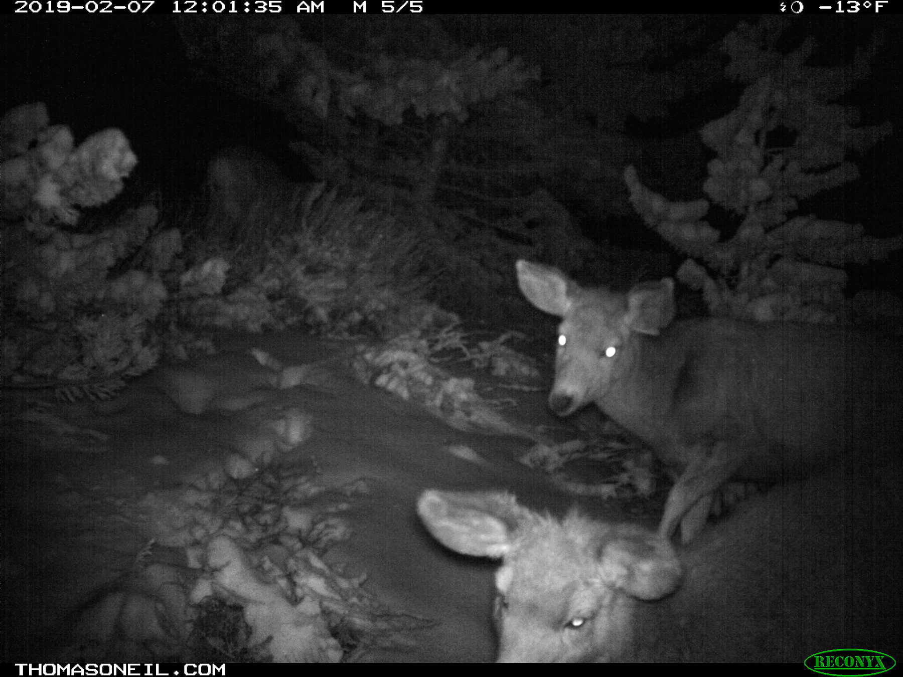 Deer, Luther, MT.  Click for next photo.