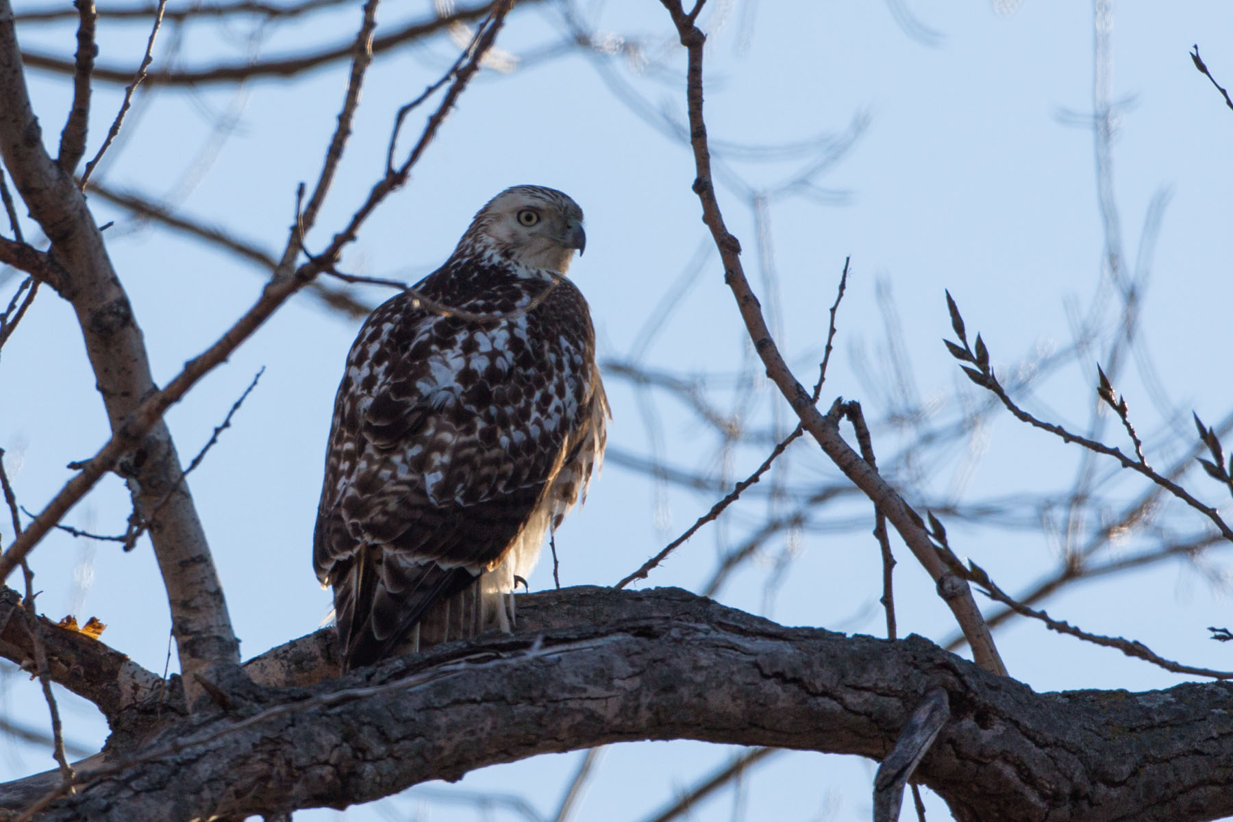 Hawk, perhaps rough-legged, Loess Bluffs NWR.  Click for next photo.