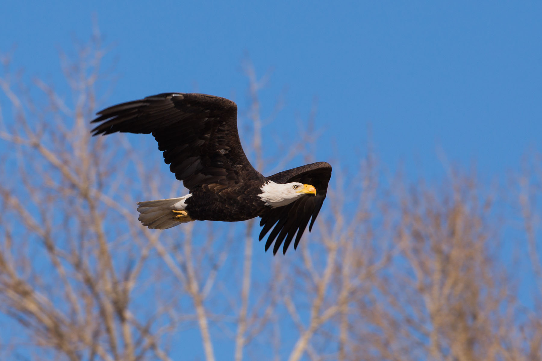 Bald Eagle, Loess Bluffs NWR.  Click for next photo.