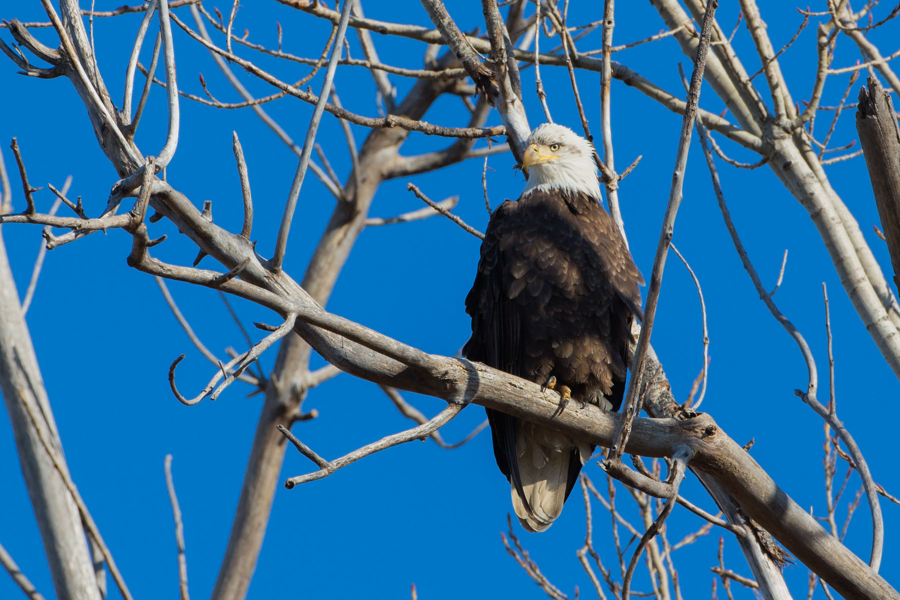 Bald Eagle, Loess Bluffs NWR.  Click for next photo.