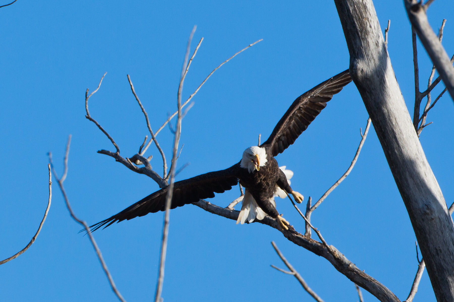 Bald Eagle, Loess Bluffs NWR.  Click for next photo.