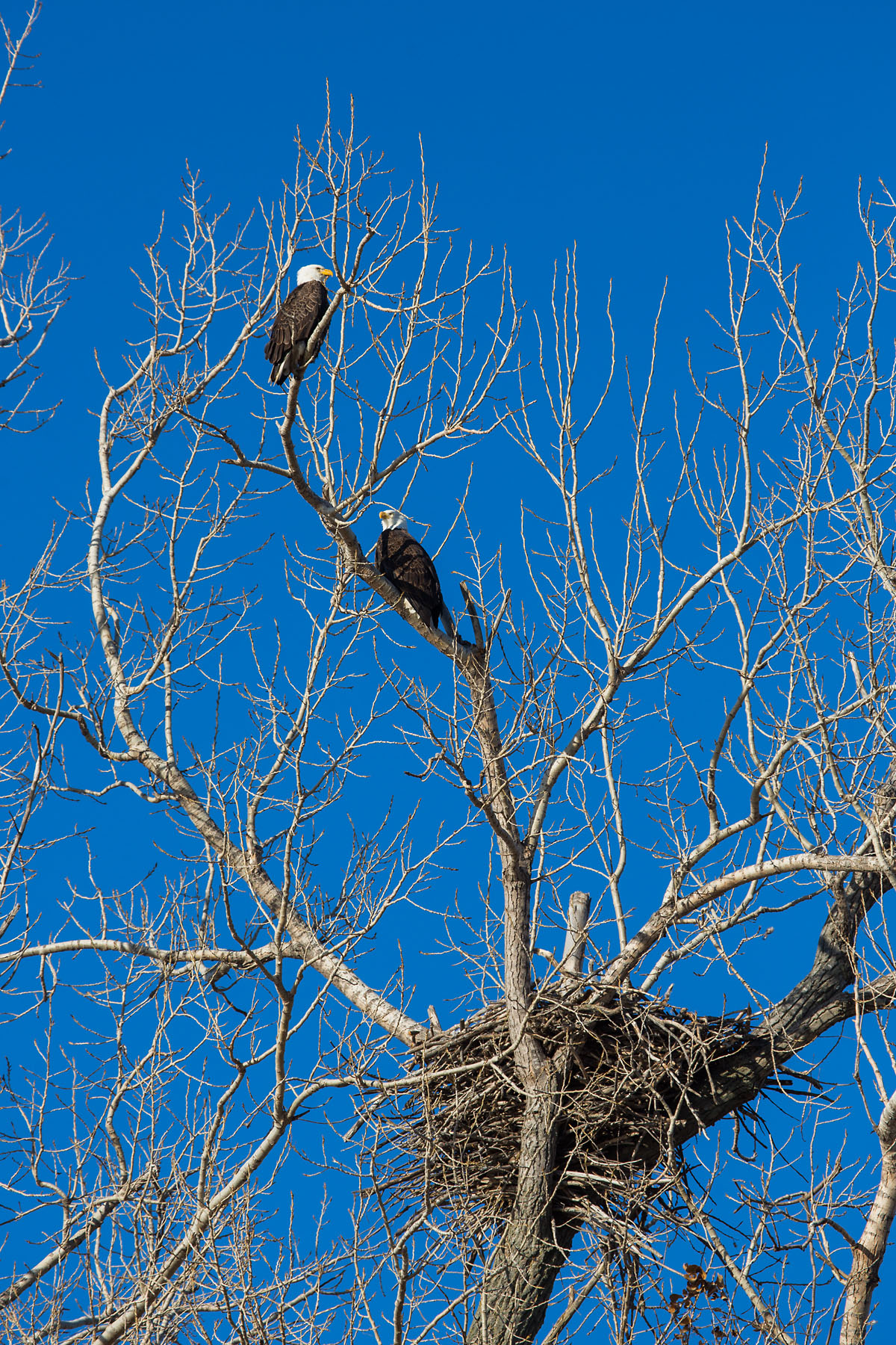 Bald Eagles near the nest, Loess Bluffs NWR.  Click for next photo.