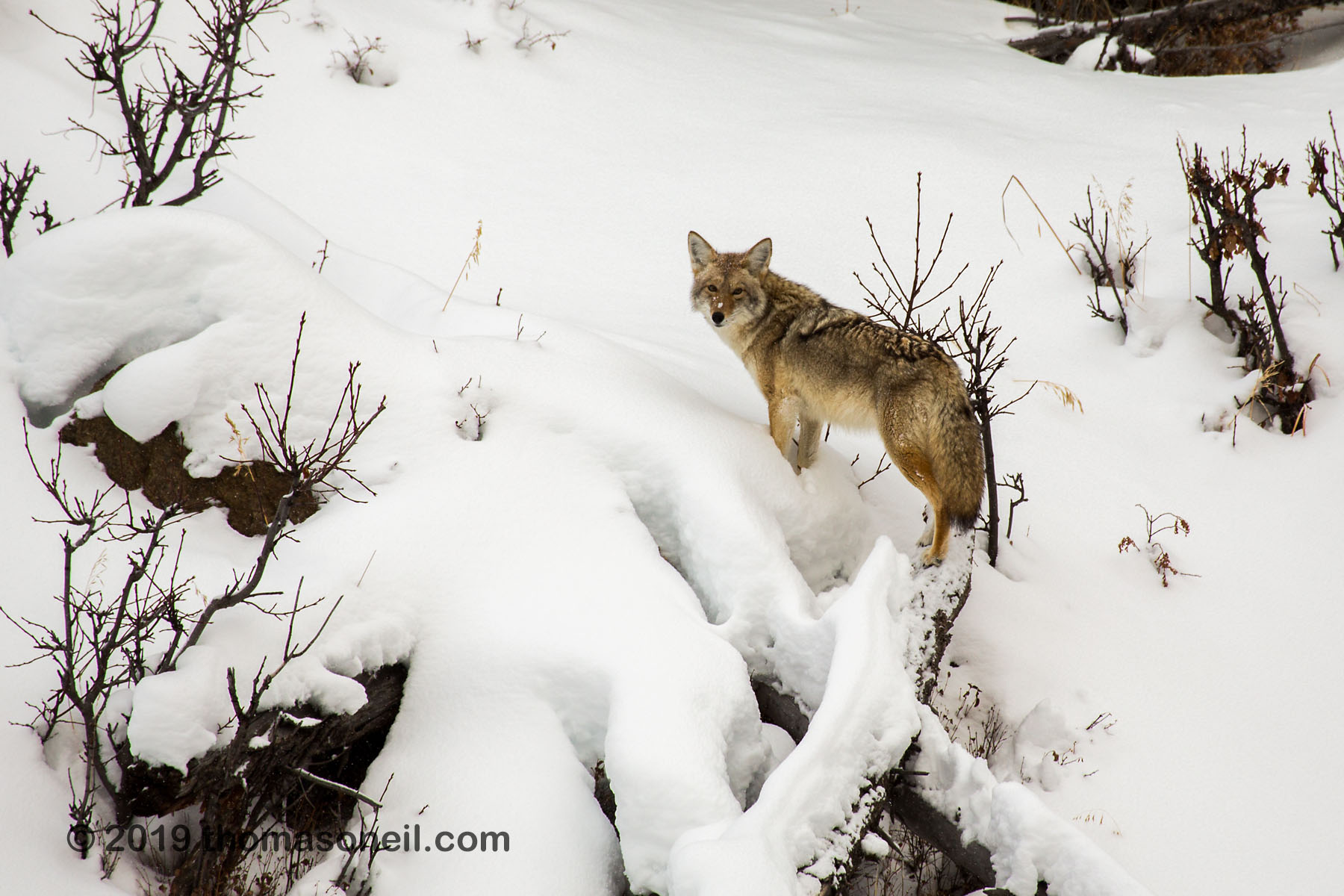 Coyote atop fallen tree, Yellowstone National Park.  Click for next photo.