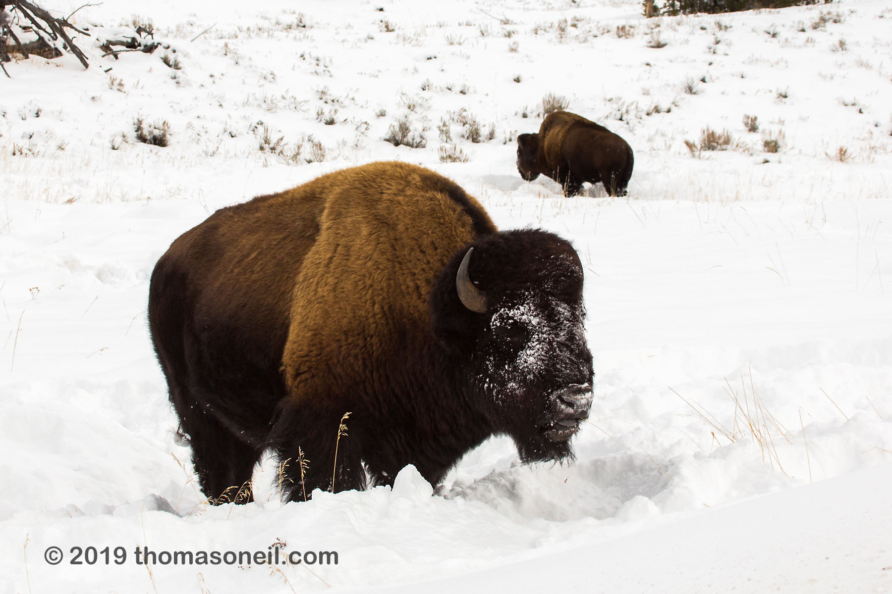 Bison, between Mammoth and Tower, Yellowstone National Park.  Click for next photo.