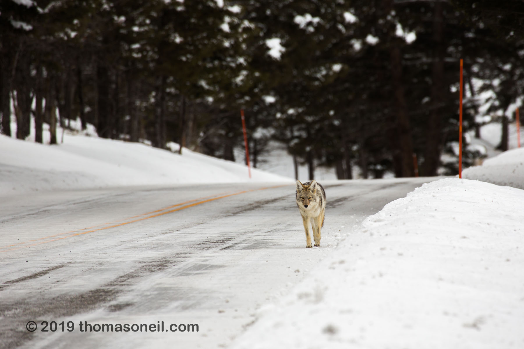 Coyote ambling down the road between Tower and Lamar Valley, Yellowstone National Park.  Click for next photo.