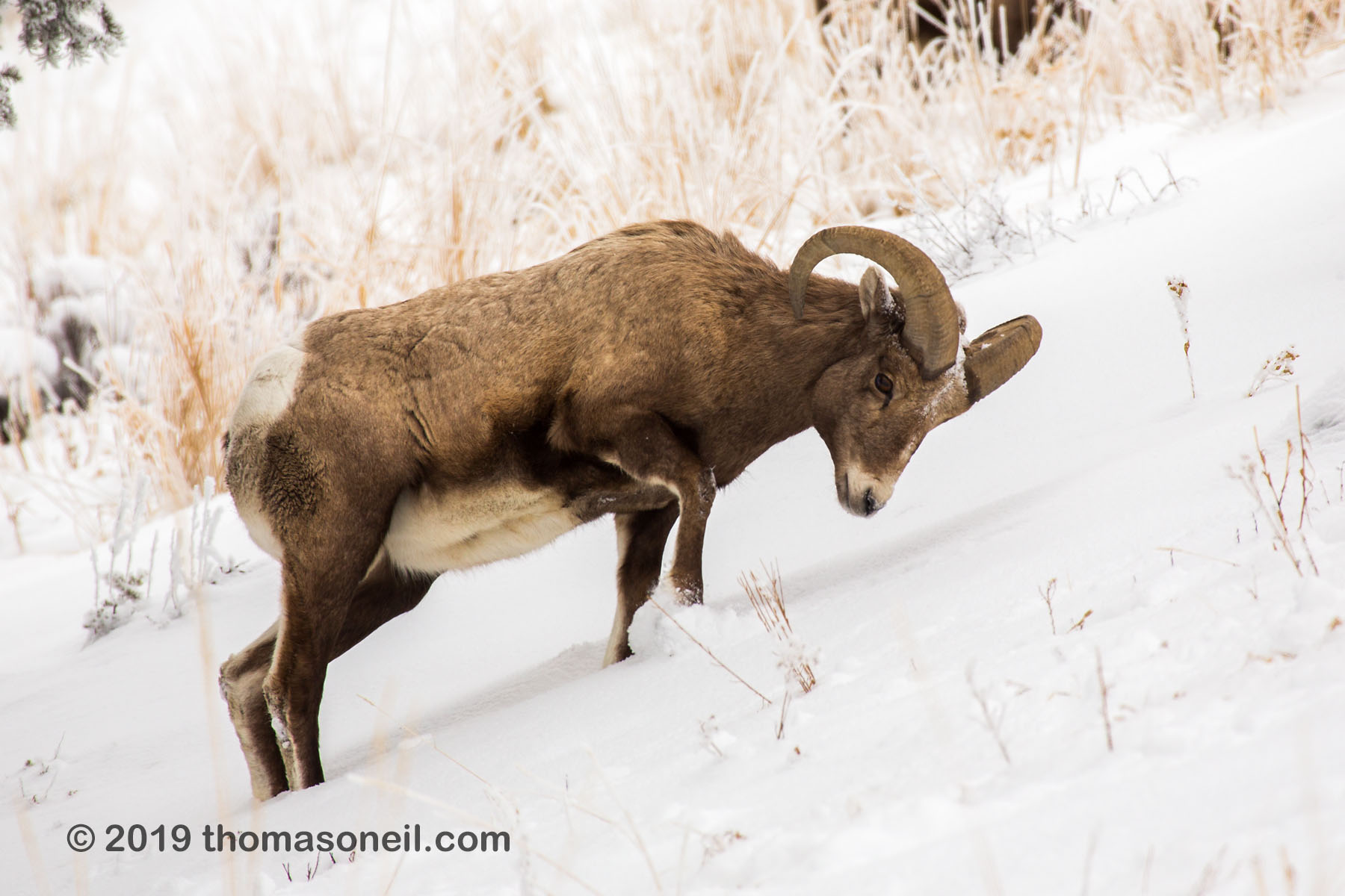 Bighorn digs through the snow to reach grass, Lamar Valley, Yellowstone National Park.  Click for next photo.