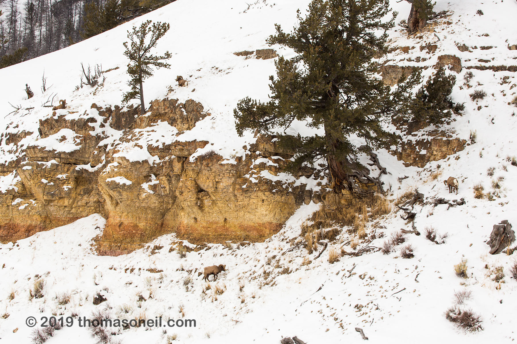 Wheres Waldo?  See if you can spot the four bighorns in this image, Lamar Valley, Yellowstone National Park.  Click for next photo.