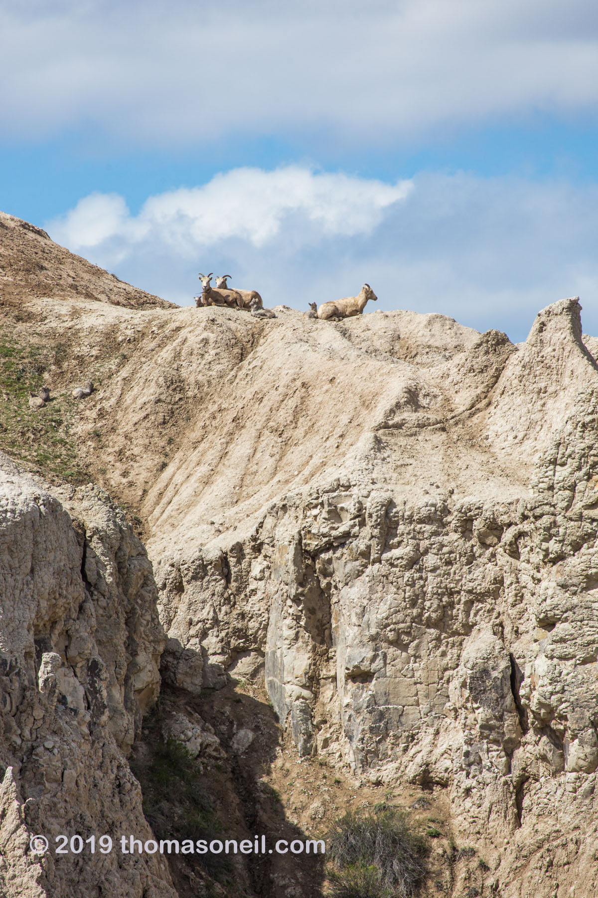 Bighorns on the peak above Ancient Hunters Overlook, Badlands National Park.  There are three ewes and three lambs in this image.  Click for next photo.