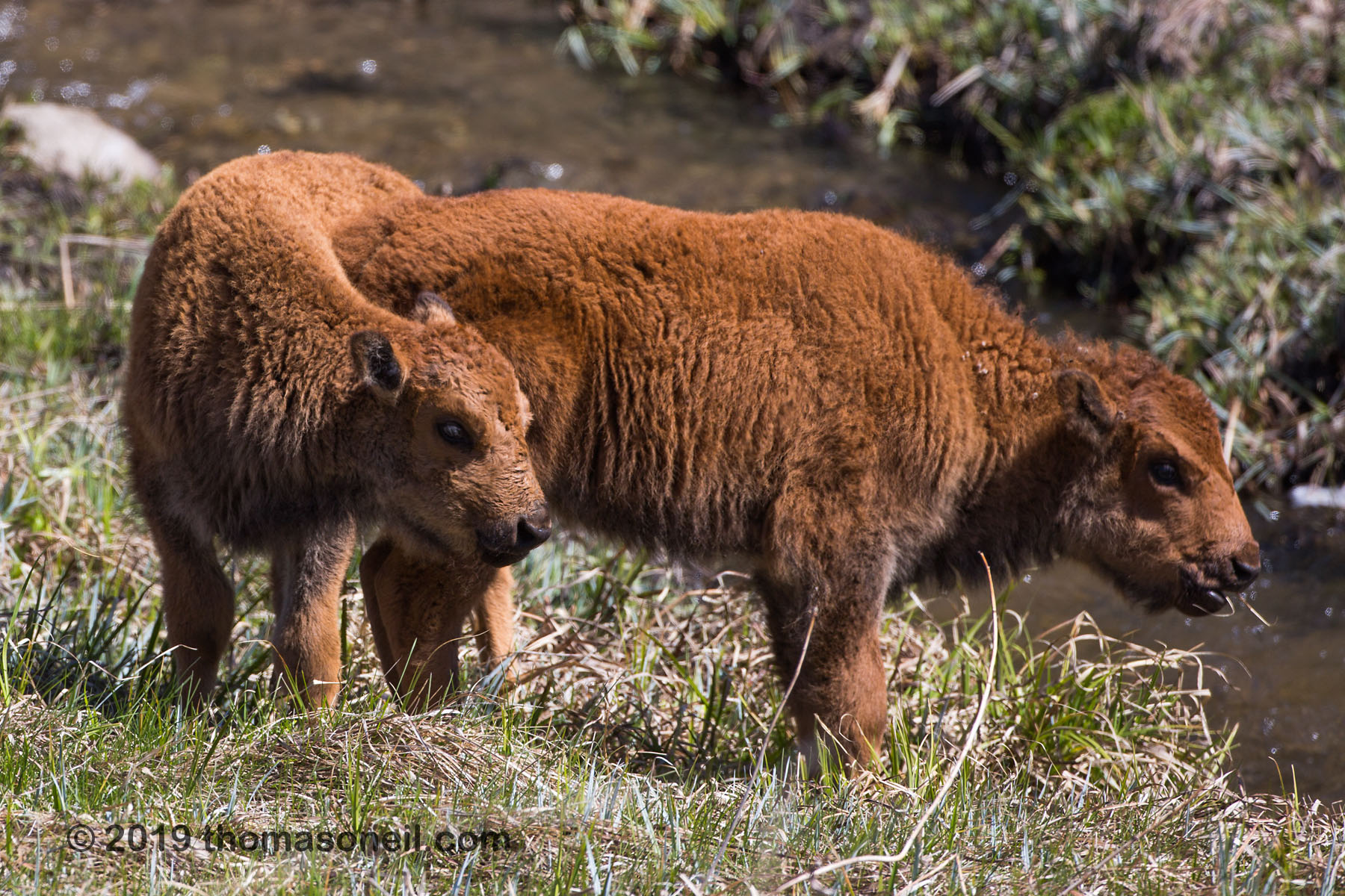 Baby bison, Custer State Park.  Click for next photo.