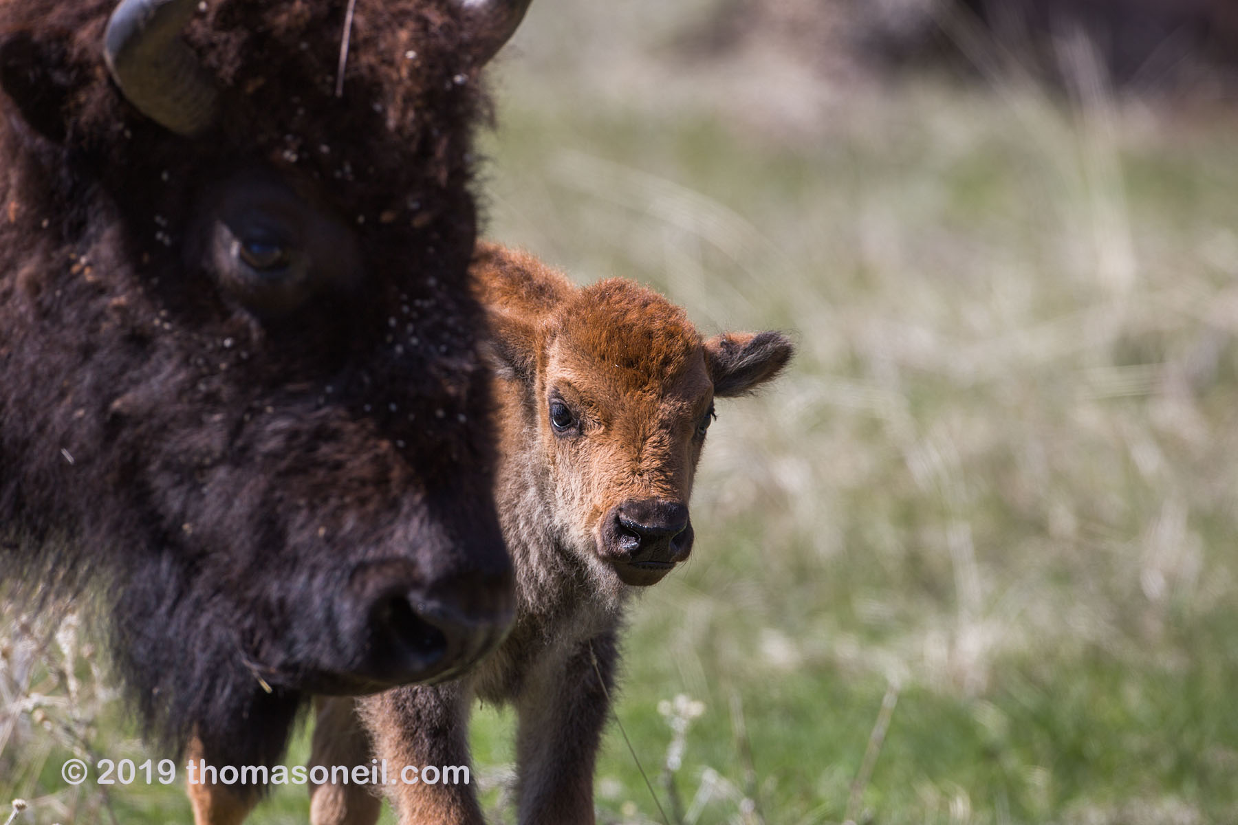 Baby bison, Custer State Park.  Click for next photo.